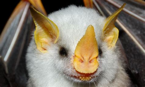 Honduran White Bat | by OurBreathingPlanet | Bat species, Fruit bat, Wild animals photography