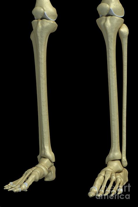 2-the-lower-leg-bones-science-picture-co.jpg (600×900) | Esqueleto, Pernas