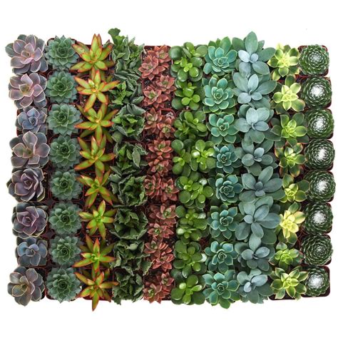 Shop Succulents 2 in. Assorted Succulent (Collection of 40) A40 - The ...