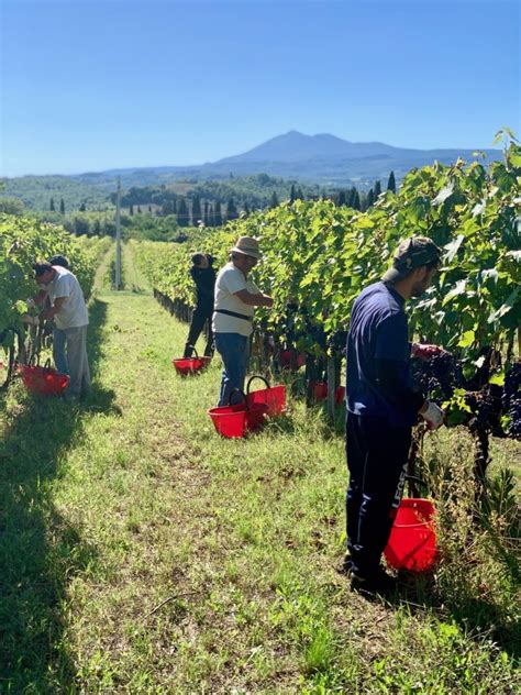 Hand picking the grapes | Sylvia Italy