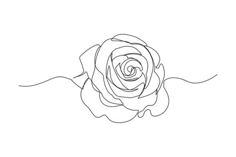 Rose Flower Line Drawing