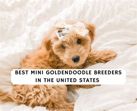 10 Best Mini Goldendoodle Breeders in the United States! (2023) - We Love Doodles