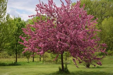 18 Types of Crabapple Trees (Fruiting & Flowering Varieties) - AMERICAN GARDENER