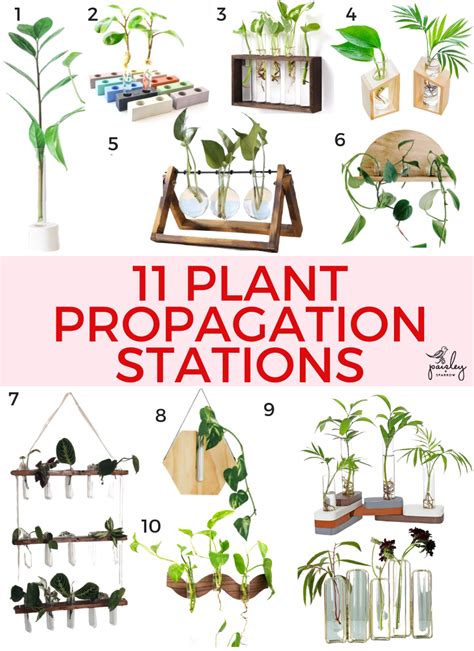 11 Plant Propagation Stations for All Budgets - Paisley & Sparrow | Propagating plants, Plant ...