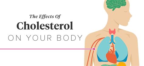 The Effects of Cholesterol on the Body