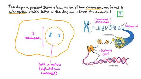 Chromatin And Chromosomes