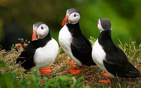 Download Atlantic Puffin Animal Puffin HD Wallpaper