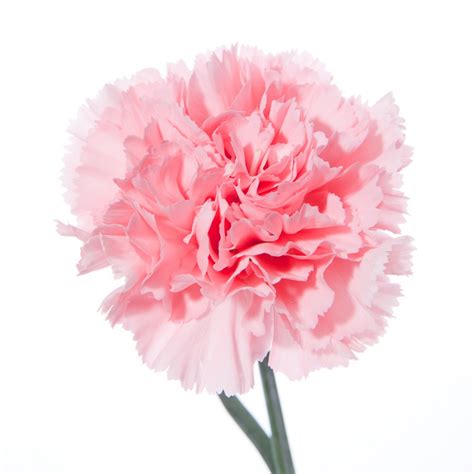 Pink carnations | Flower Muse