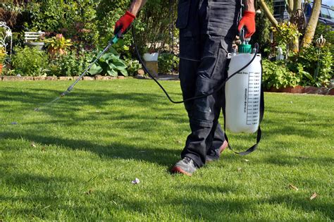 When is the Best Time of the Year to Spray Lawn Weeds - Gecko Green