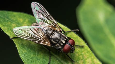 Why Are Flies Attracted To Poop?