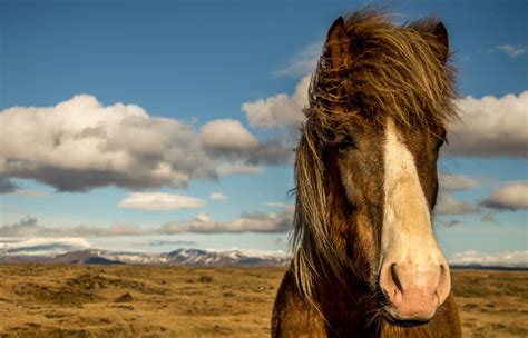 Incredible Icelandic Wildlife – Travelphant Travel Blog