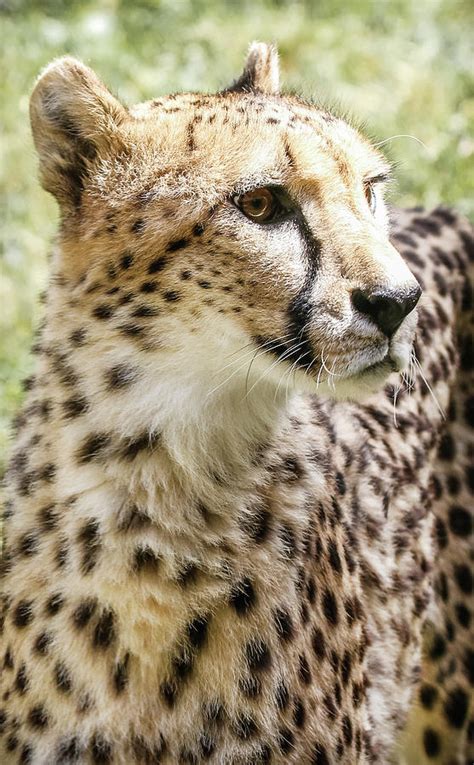 Cheetah Spots Photograph by Athena Mckinzie | Fine Art America