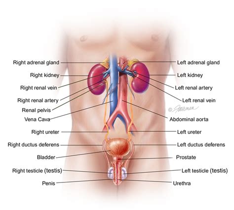 Bladder Diverticulum: Symptoms, Diagnosis & Treatment - Urology Care Foundation