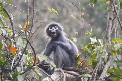 Myanmar’s new langur species is ‘very beautiful,’ but critically endangered