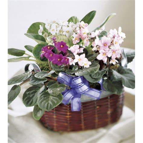 African Violet Plants - Ideal Indoor Plants - Toronto Bulk Flowers