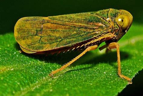 Leafhoppers - The Daily Garden