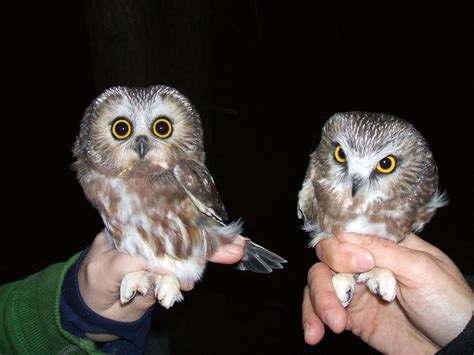 Saw-WHAT? Saw-whet! Owl Banding Demonstration - Kestrel Land Trust