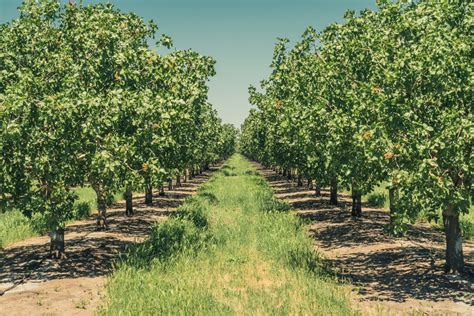 Pistachio Trees – Agricultural Impact | San Joaquin Renewables