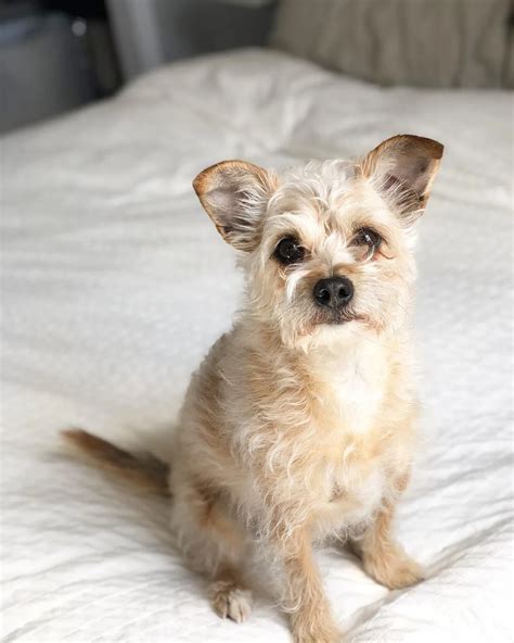 The Spunky Cairn Terrier Chihuahua Mix For Lively Owners