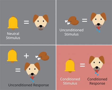 Can You Use The Pavlovian Association To Desensitize A Reflex? » ScienceABC