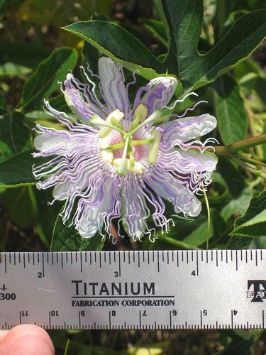 Foraging Texas: Passion Vine/Maypop