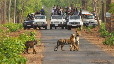 Incredible Pench National Park in India