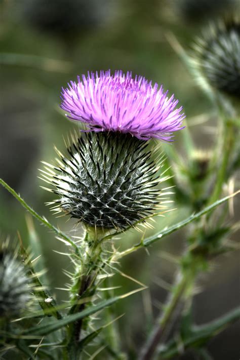 Scottish Thistle by jojo22 on DeviantArt