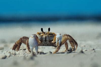 Care and Feeding of Freshwater Fiddler Crabs | Animals - mom.me