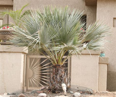 Palm – Blue Mexican Fan | Elgin Nursery & Tree Farm: Phoenix, AZ