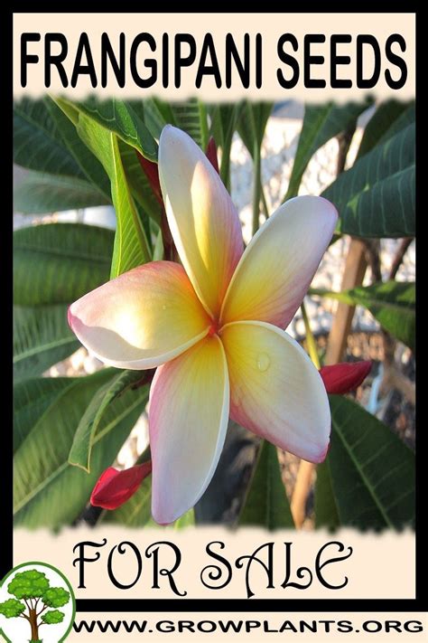 Frangipani seeds for sale | Plants, Easy plants to grow, Plumeria