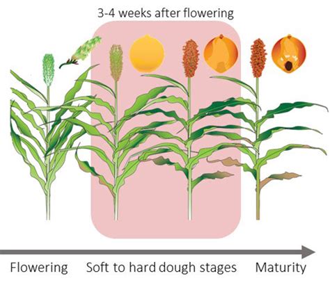 Agronomy eUpdate September 14th, 2023 : Issue 974