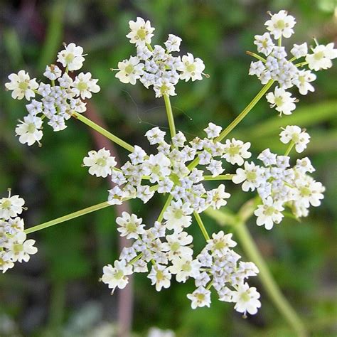 Caraway | Buy Herb Plants