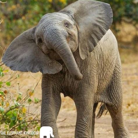 Smile for the camera! | Baby elephant, Elephants photos, Elephant