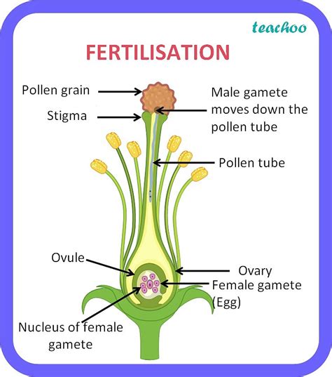 [Class 10 Biology] Explain the process of Fertilization in plants