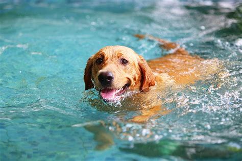 Dog Swimming Lessons: Essential or Not Needed? | Pet Keen