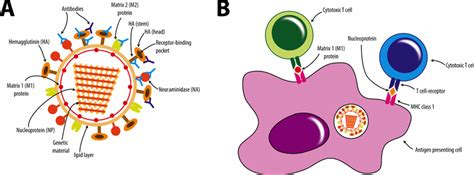 Antibody and cytotoxic T-cell epitopes on influenza A virus proteins ...