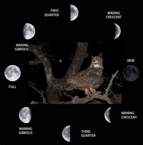 The waxing/waning phases and first/third quarter moons (often called a... | Download Scientific ...