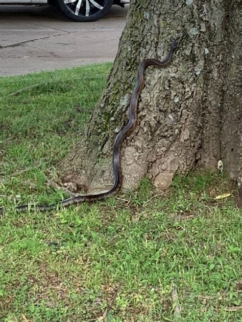 Found near my neighborhood. Rat snake? [NE Oklahoma] : r/whatsthissnake