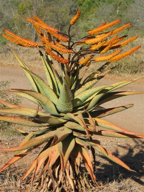 Aloe marlothii - Mountain Aloe, Flat-Flowered Aloe | World of Succulents