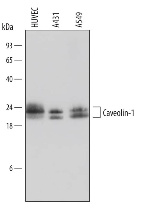 Human Caveolin-1 Antibody (AF5736) | Bio-Techne