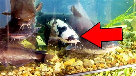 RARE COW CATFISH HYBRID! 1 IN A MILLION CATCH! - YouTube