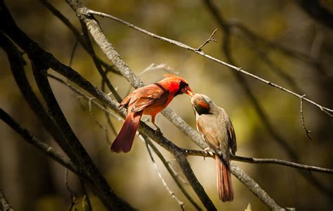 Male feeding female Cardinal Photograph by Gene Camarco