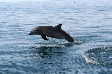 Dolphin jumping | Dolphin playing alongside one of the boats… | Flickr