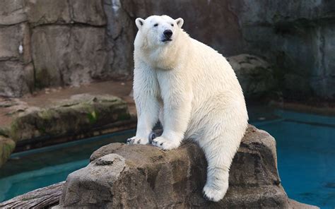 Zoos with Polar Bears Near You - Local Zoos with Polar Bears | Polar bear, Lincoln park zoo, Bear