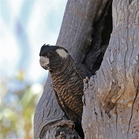 Threatened species conservation - South West NRM