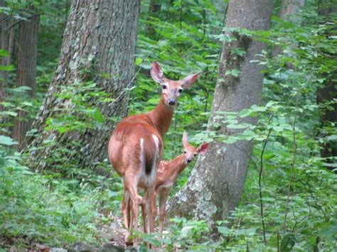 Appalachian Trail | Appalachian trail, Appalachian, Blue ridge