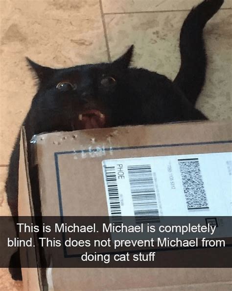 Michael Cat Meme Png - Meme Mania