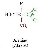 The Alanine Molecule