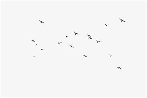 Birds Fly Floats PNG Images, Fly Clipart, Fly, Birds PNG Transparent Background - Pngtree | Bird ...