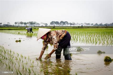 Rice Field Cambodia Photos and Premium High Res Pictures - Getty Images